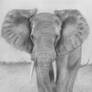 African Elephant