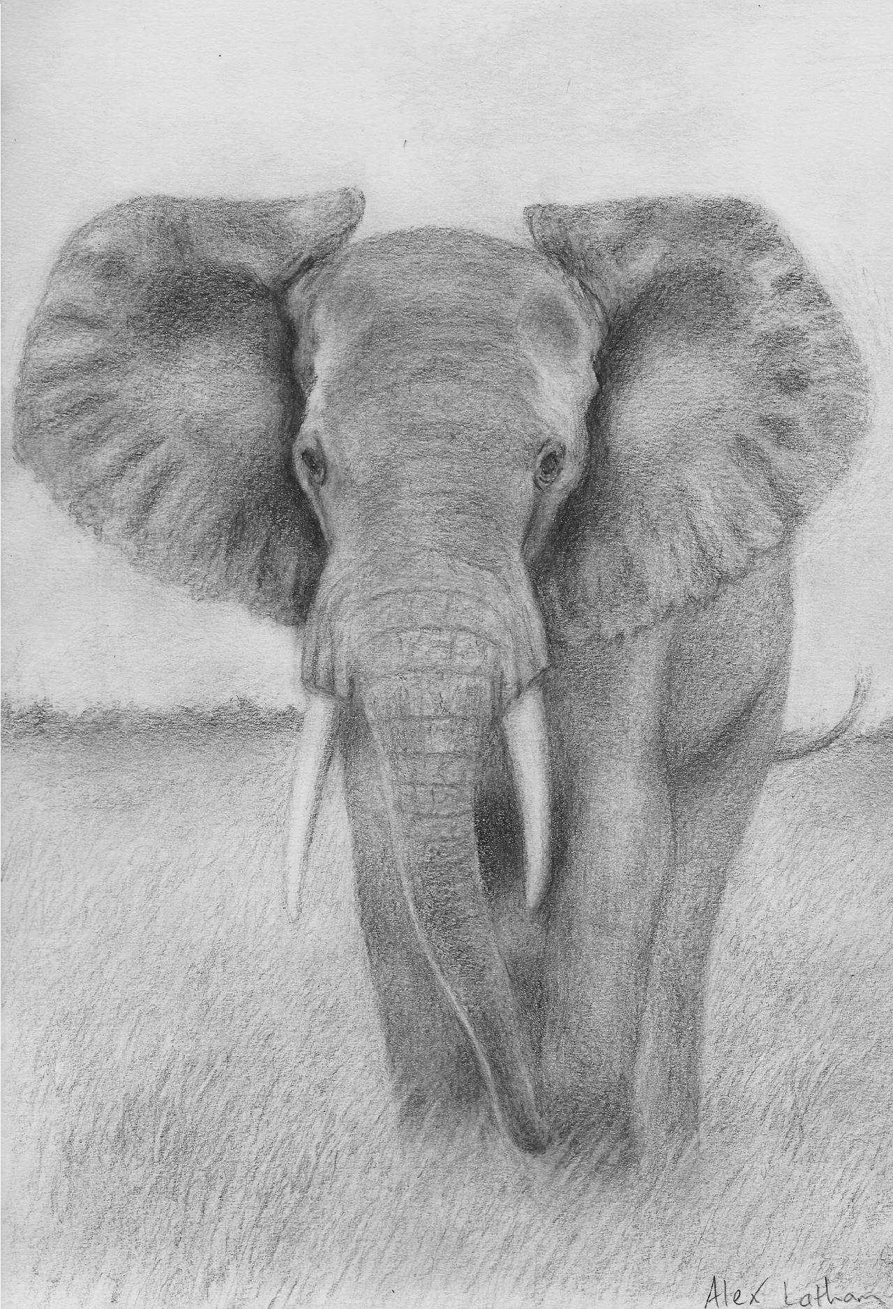 African Elephant