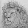 Lion Sketch