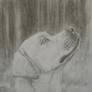 Labrador