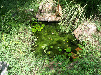 Pond appearance