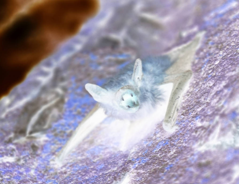 Inverted Bat Inverted Little Brown Bat Colors by levrier on DeviantArt