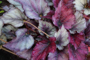 Begonia Regal Minuet