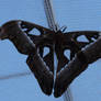 Atlas Moth