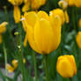 Yellow Tulips