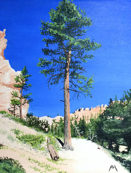 Bryce Canyon Tree