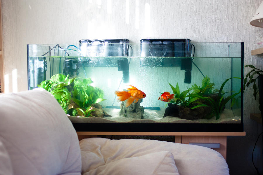 Goldfish Tank