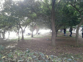 Parque Ibirapuera Dezembro 1