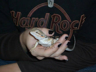 Hard Rock Reptile