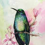 Hummingbird