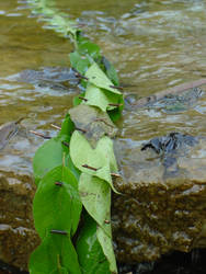 Chain leaves