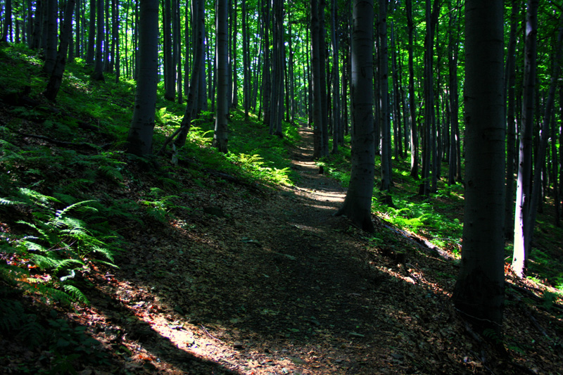 Forest road