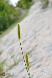 grass seeds