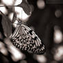 Mono Butterfly 02