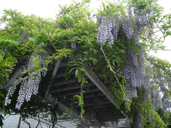 Hanging Flowers 3 of 3