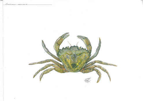 Carcinus Maenas