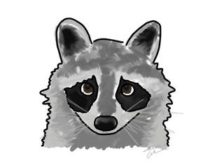 Day 1: Raccoon