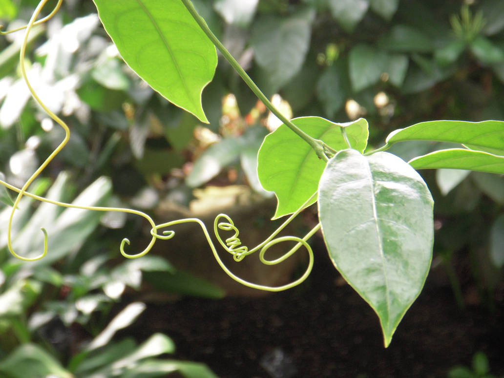 Tendrils by StrangerThingsHappen on DeviantArt