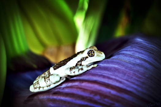 Marbled Treefrog