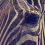 Zebra's Sweet Eye