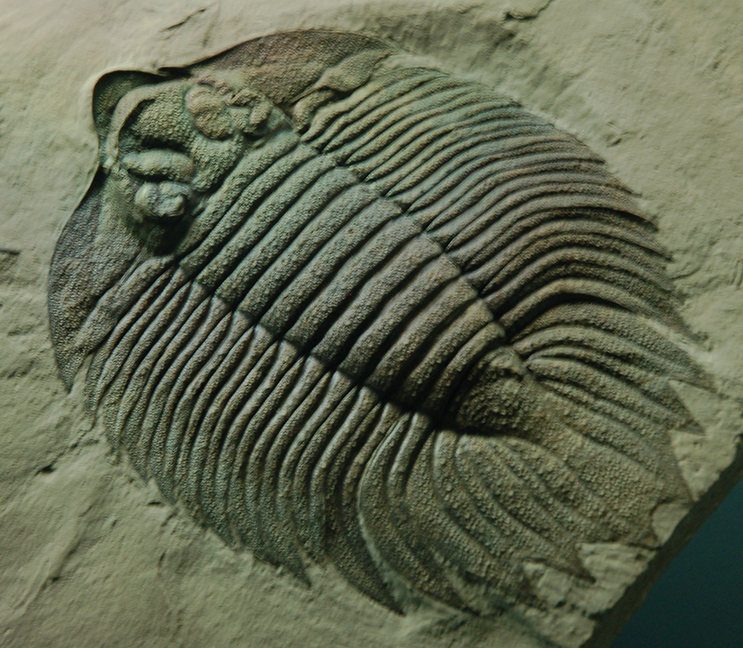 Arctinurus Trilobite Fossil