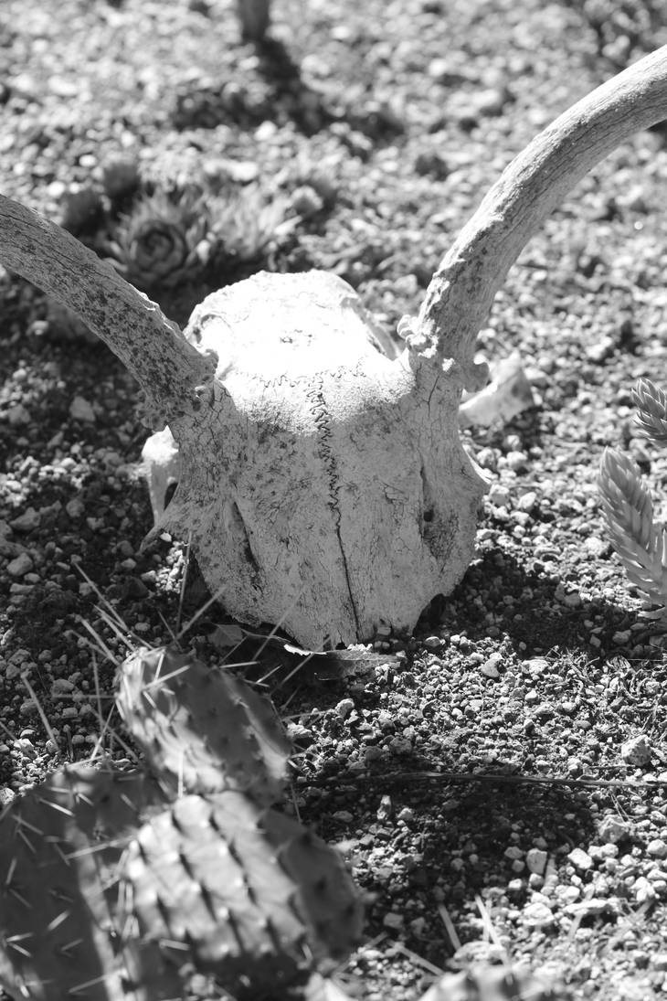 skull, dirt, and cactus by acollins973
