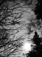 sun, clouds, trees