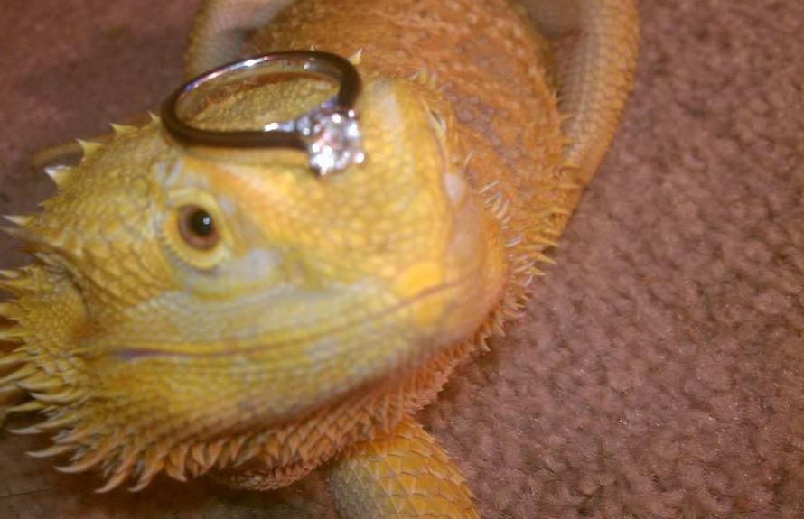 Bearded Dragon and Engagement Ring