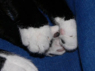 Kitten Paws