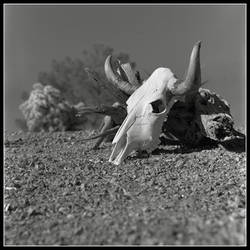 Desert Skull