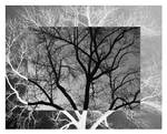 Tree by mymamiya