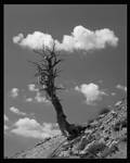 Old Growth by mymamiya