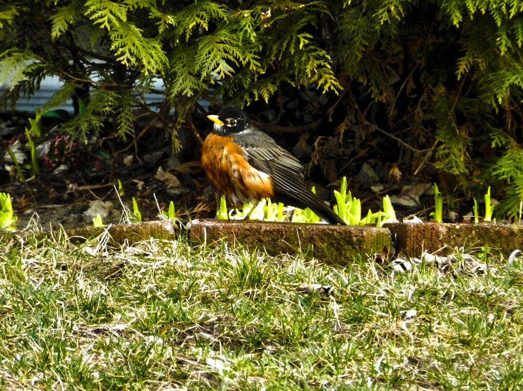 Robin Rabb Rabb Robin by RRGreiner on DeviantArt