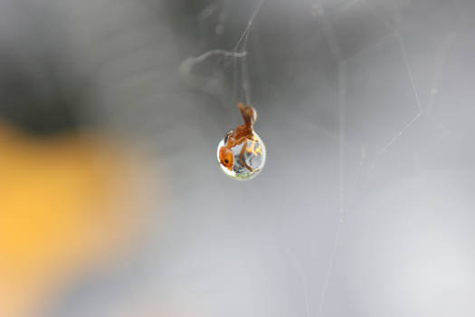 Ant Stuck in a Spiderweb On A Water droplet