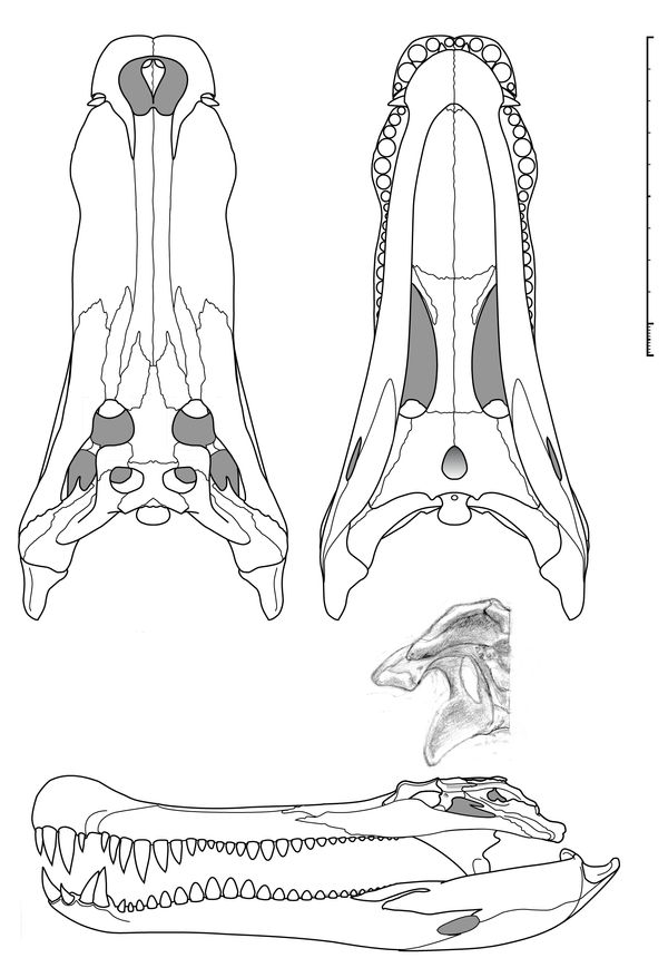 Deinosuchus riograndensis skull cast