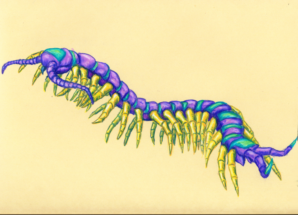 Cool Centipede