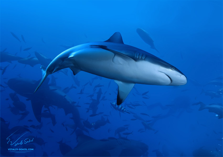 Grey Reef Shark