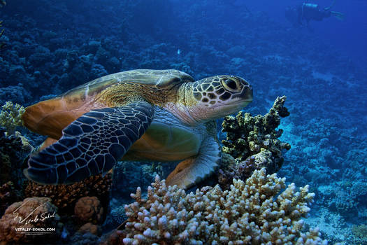 A proper color of Red Sea