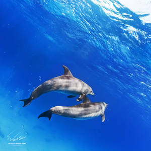 Dolphins