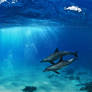 A-pair-of-dolphins-playing-in-sunrays-underwater-2