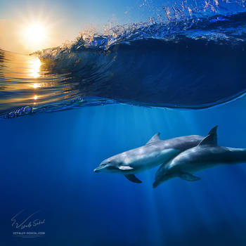 Two beautiful dolphins under wave by Vitaly-Sokol