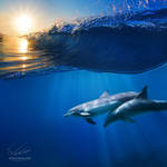 Two beautiful dolphins under wave by Vitaly-Sokol