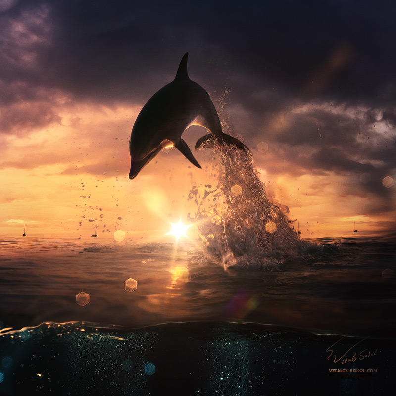 Beautiful-sunset-dolphin-jumping-from-ocean by Vitaly-Sokol