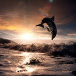 Beautiful sunset and dolphin leaping out by Vitaly-Sokol