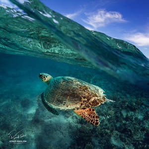 Big Green in The Sea by Vitaly-Sokol Big Green in The Sea by Vitaly-Sokol