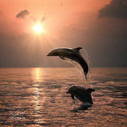 Dolphins