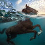 One Horse Power. One Ocean Life.