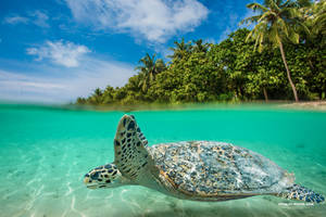 Maldivian Turle