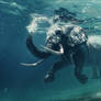 An African Elephant Underwater