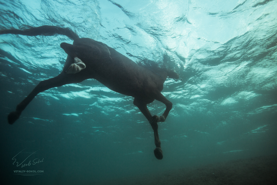 Horse underwater